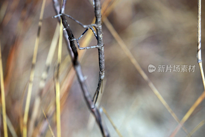 马达加斯加:马达加斯加竹节虫，又名粉翅竹节虫