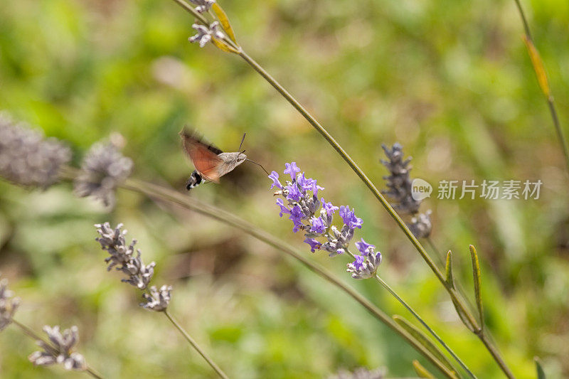 蜂鸟鹰蛾