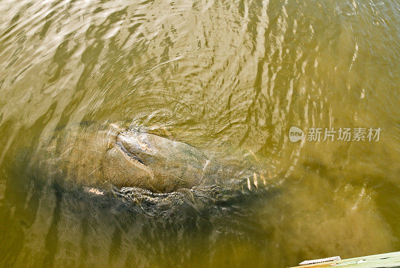 西印度海牛的螺旋桨伤痕