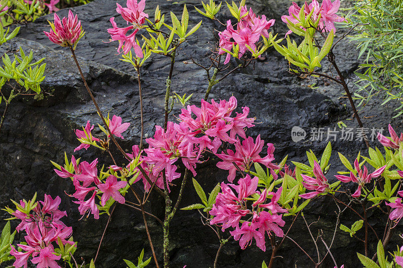 杜鹃花靠岩石开花