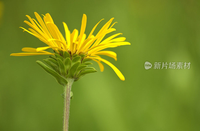 黄色的雏菊