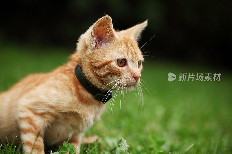 好奇的小猫