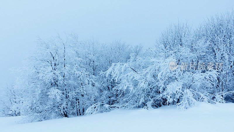 冬天的风景有雪冷杉树