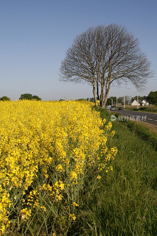 油菜