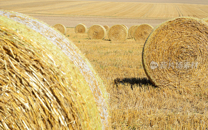 小麦收获后，秸秆地上的圆捆稻草