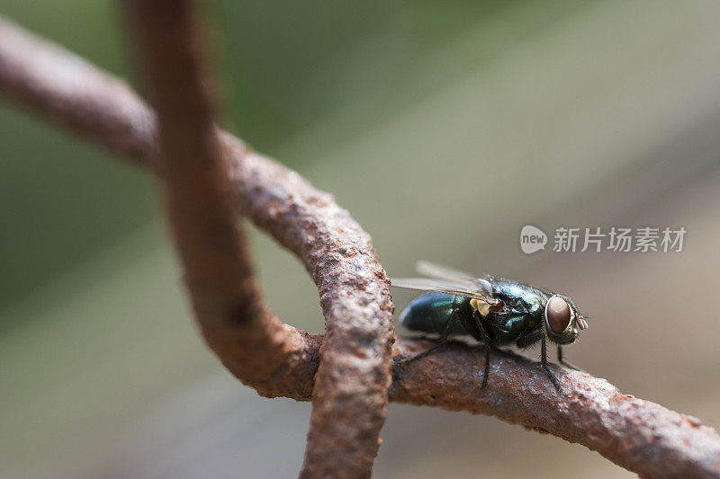 生锈篱笆上的蓝苍蝇