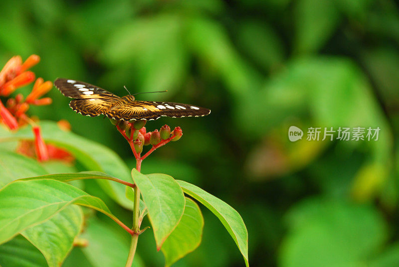 雌性cypis在Clerodendrum上休息。