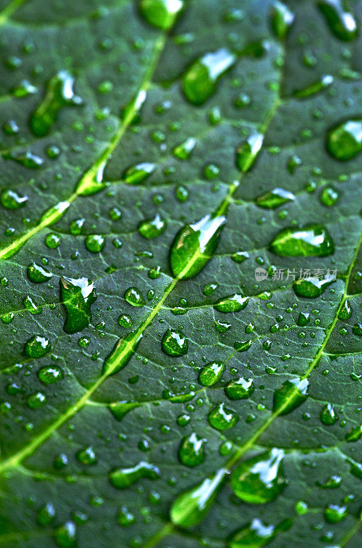 湿树叶与雨滴宏观背景