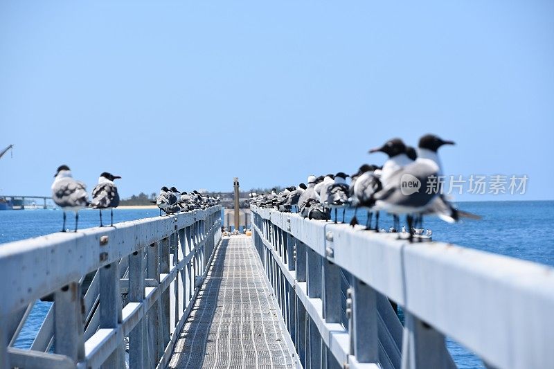 鸟儿站在船坞桥上