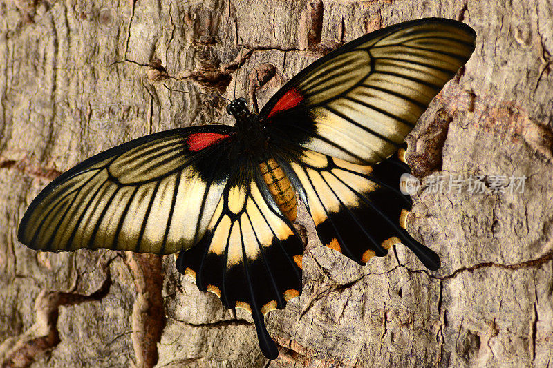 亚洲燕尾蝶在树皮前休息。