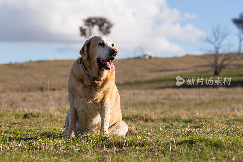 忠实的老拉布拉多犬在澳大利亚的乡村阳光下晒太阳