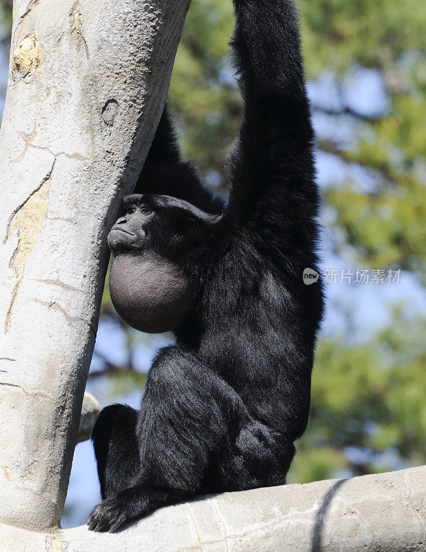 环境保护署Siamang