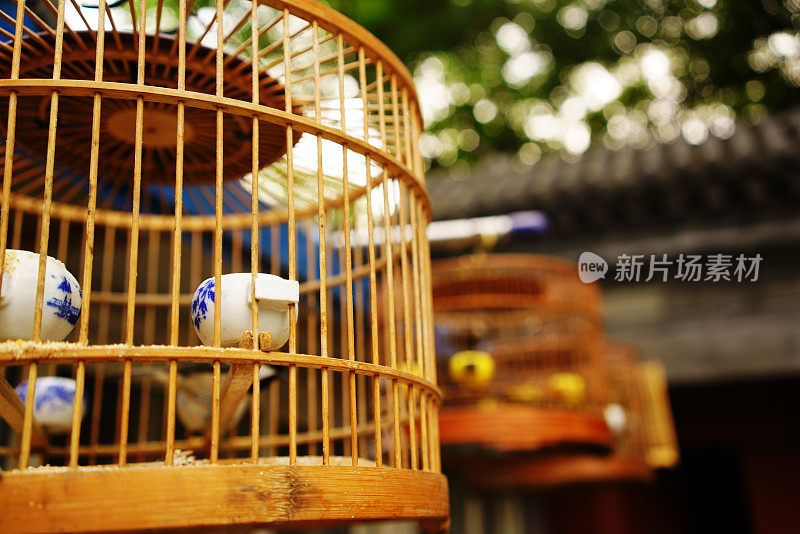 老北京人带着他们笼中鸟去公园