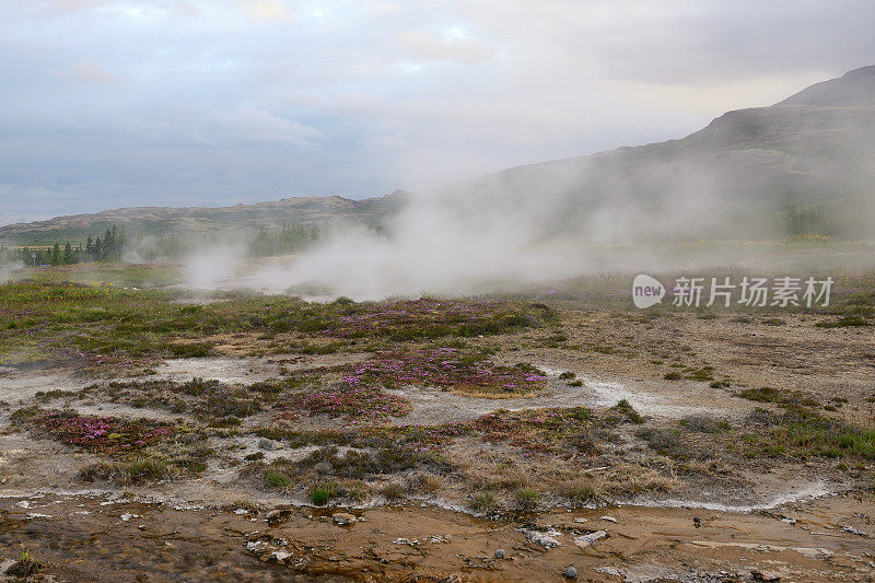 冰岛Geysir温泉盛开的鲜花