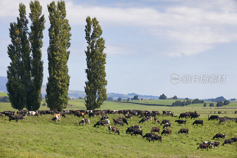 一群奶牛，映衬着新西兰的乡村风光