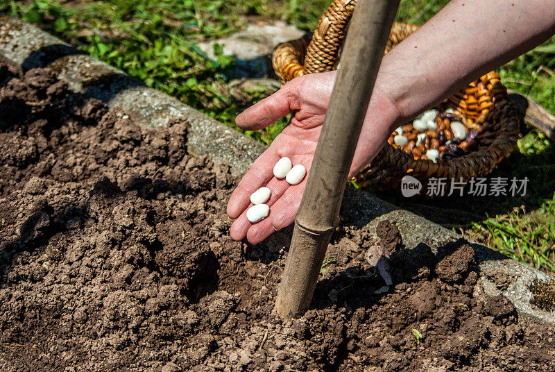 在有机蔬菜园里播种豆类-近距离的手