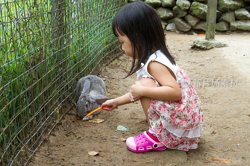 亚洲小中国女孩用胡萝卜喂兔子