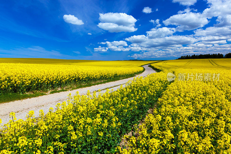 乡间春野上点缀着黄花——油菜花。