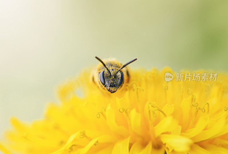 一只小黑蜂从蒲公英的黄色花朵上采集花蜜