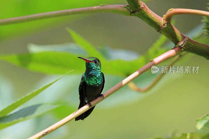 蜂鸟的翡翠，氯仿石鹭，坐在树枝上，尼加拉瓜