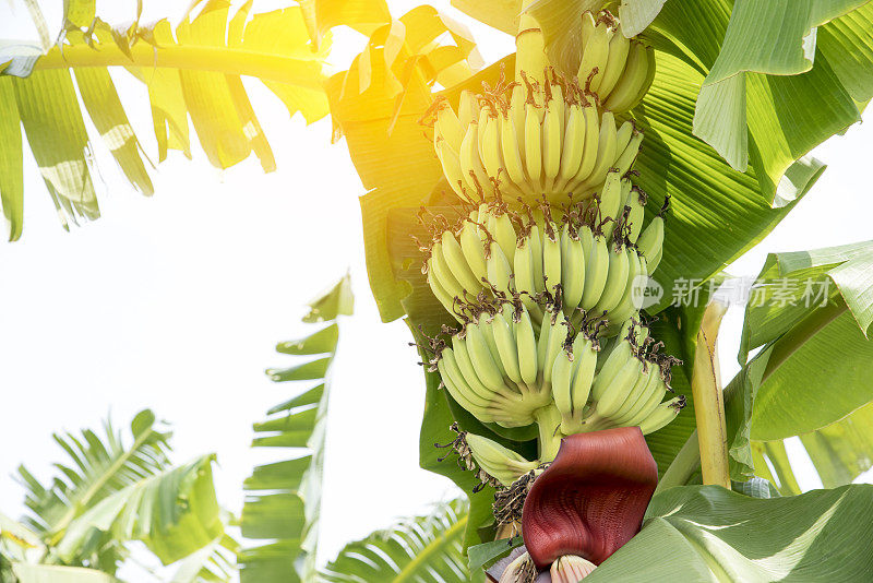 生香蕉水果与香蕉叶在自然界
