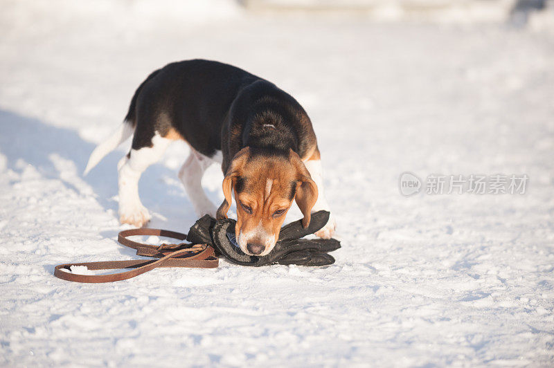 小猎犬小狗在冬天的雪地里玩耍