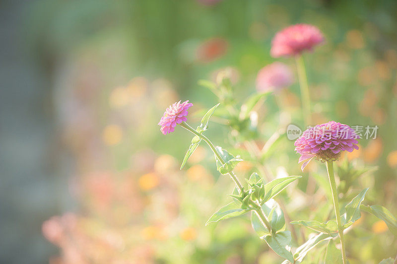 阳光下花园里五颜六色的百日菊