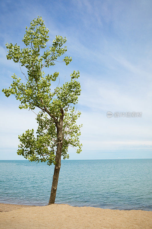 普莱斯克岛的伊利湖树