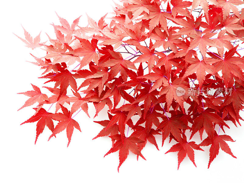日本枫树的秋叶