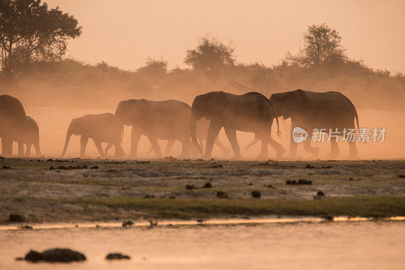 丘比河，丘比国家公园，大象在夕阳下沐浴