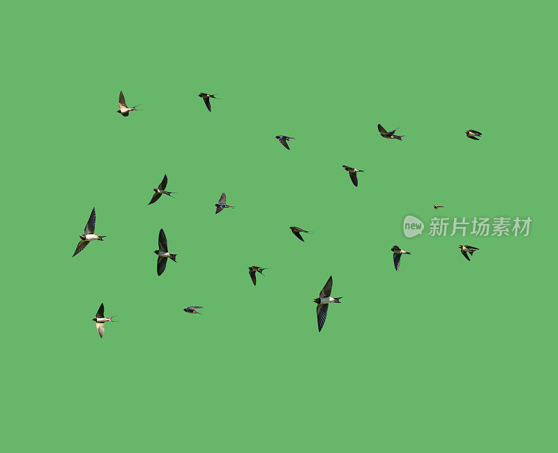 绿色背景下的燕子