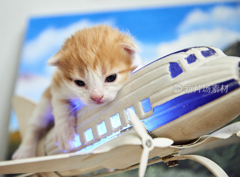 刚出生的小猫玩玩具。