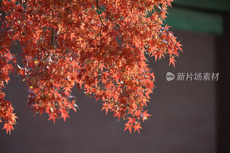 首尔秋天的枫树