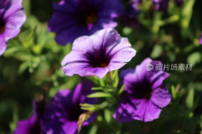加拿大安大略省夏天拍摄的紫色野花