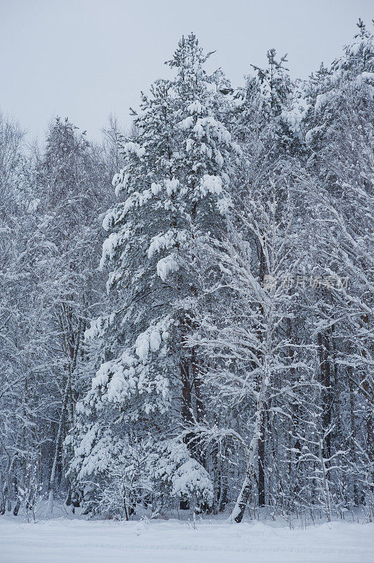 奇妙的冬日森林里白雪覆盖的大树户外拍摄