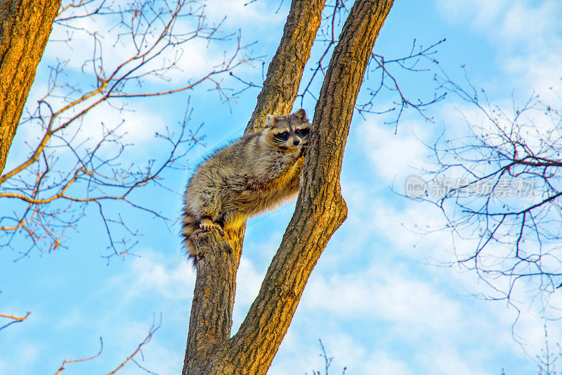 毛茸茸的浣熊坐在高高的树上看着。