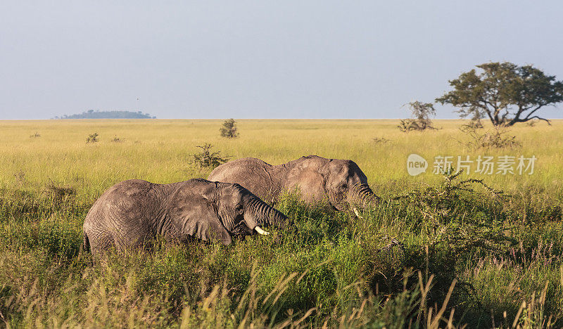 灌木丛中的两头大象。坦桑尼亚塞伦盖蒂
