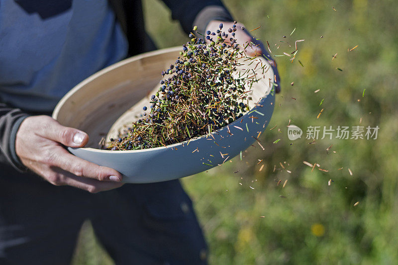 一碗新鲜采摘的杜松子