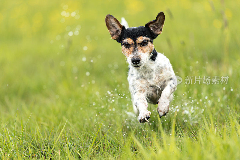 一只狗跑过绿色潮湿的草地-杰克罗素梗狗7岁-发型断了