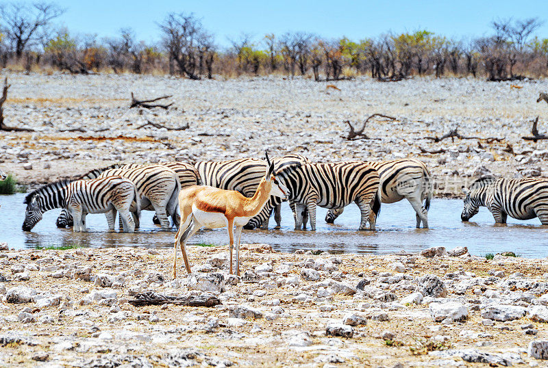 纳米比亚，斑马在Etosha国家公园的水坑里饮水
