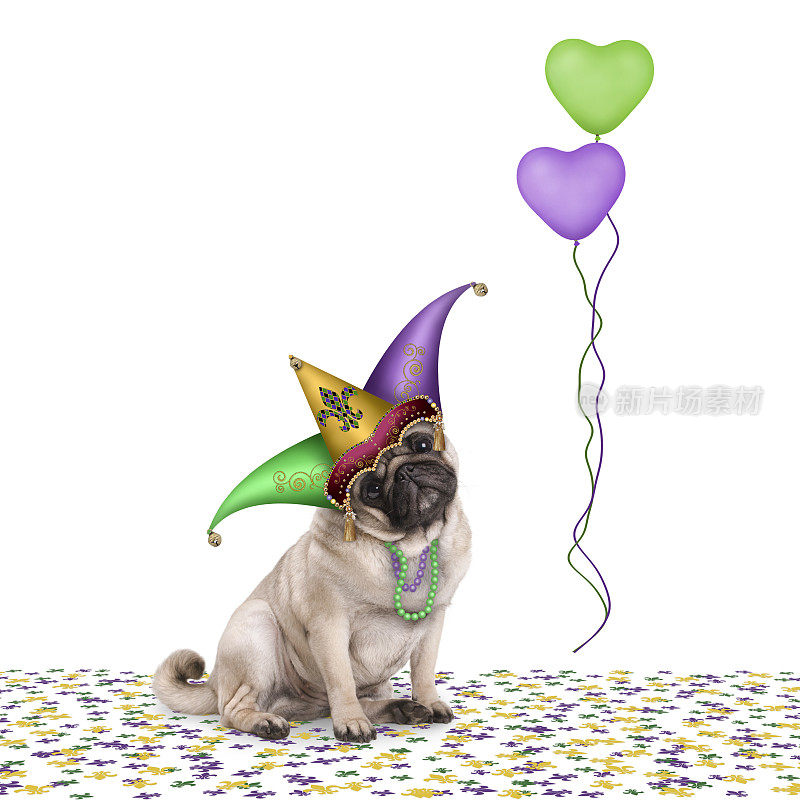 可爱的狂欢节哈巴狗狗坐在五彩纸屑上，戴着小丑帽和气球