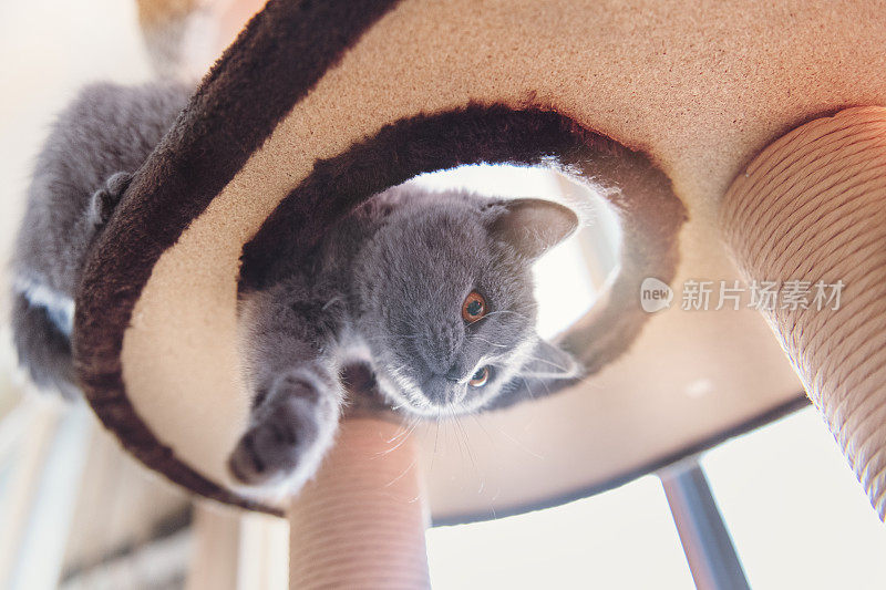 小猫在树上玩玩具猫