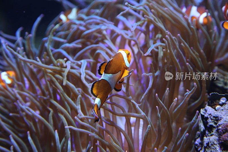 红海中的水下珊瑚礁