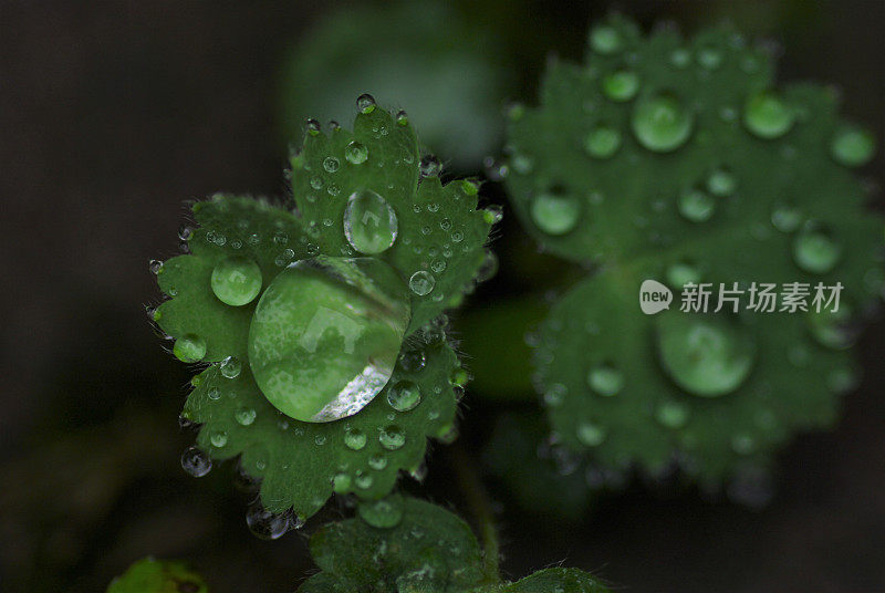 滴在夫人的披风叶