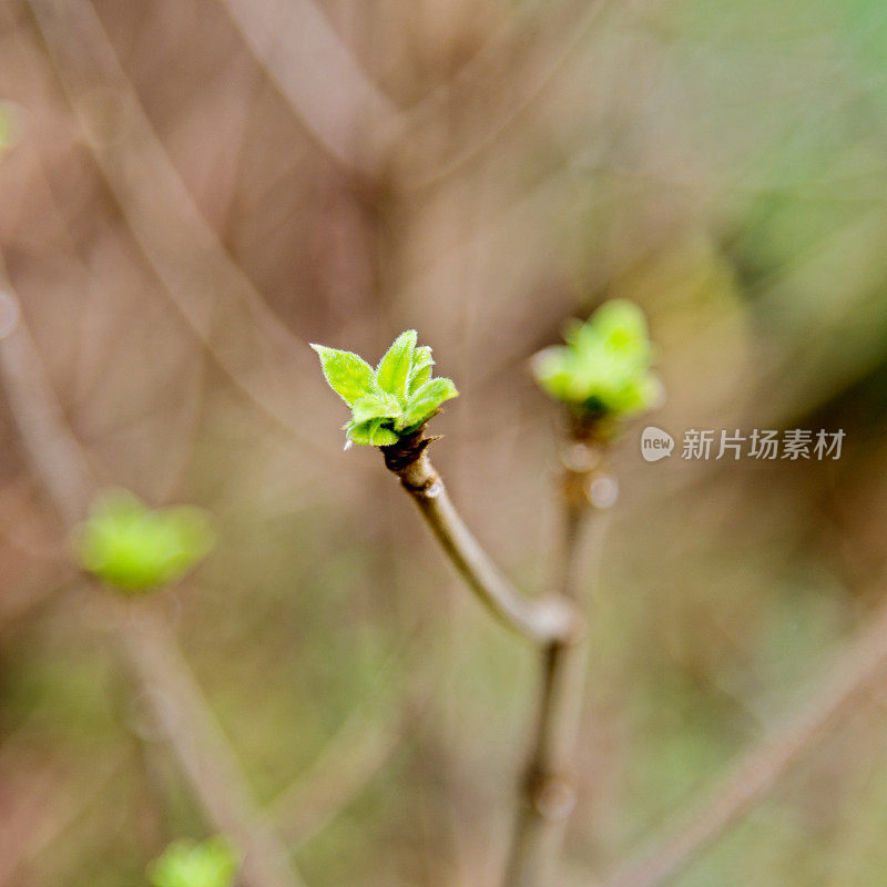 春芽的特写