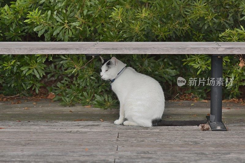 公园长椅下的野猫