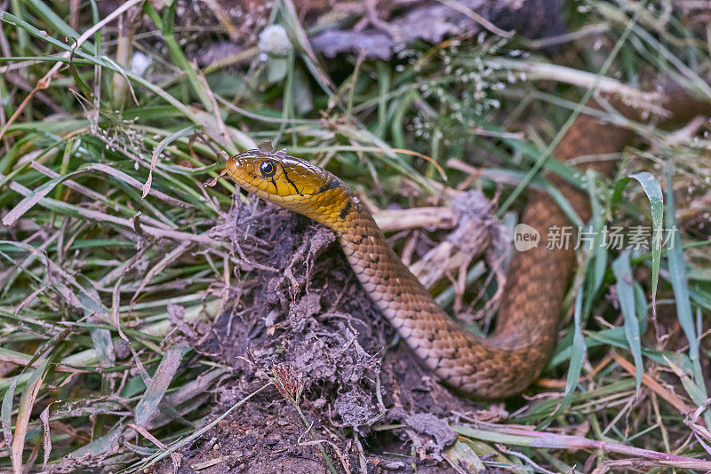 靠近草地上一条蛇的头部