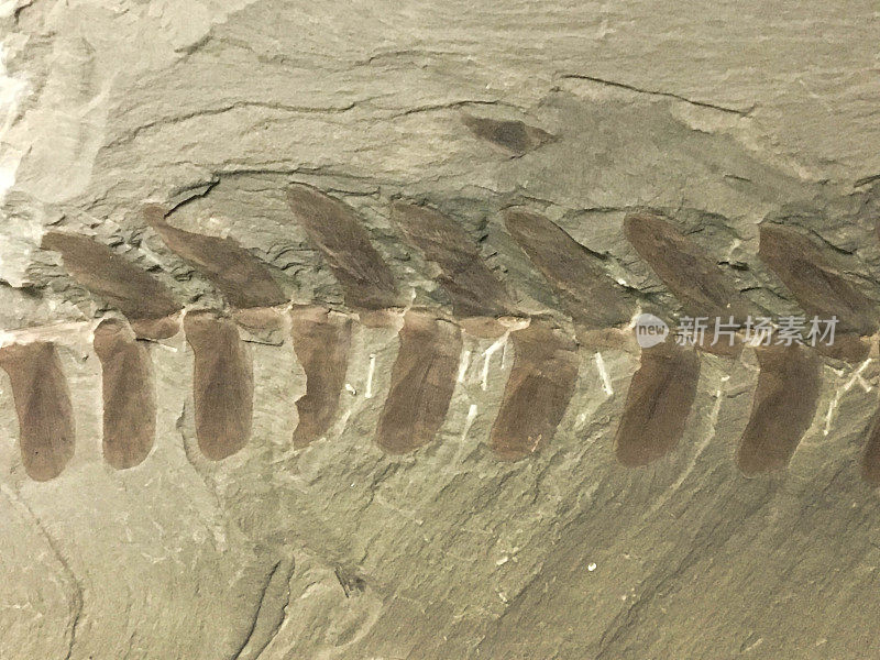 这是一块化石叶子在古代的石头上，水泥表面