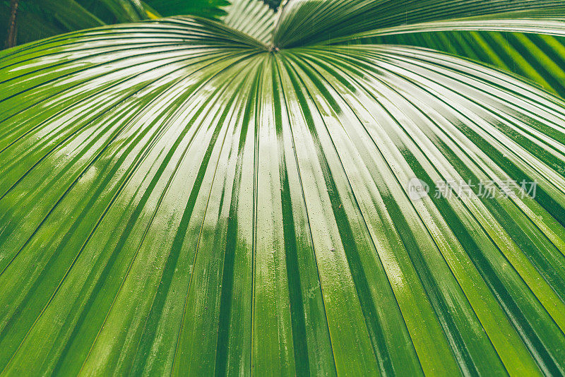 热带棕榈叶细部，巴西