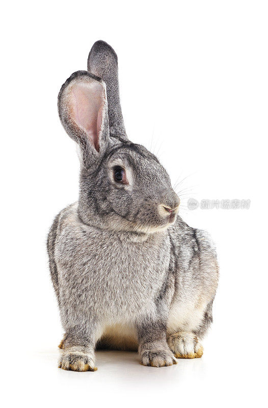 灰色的小兔子。